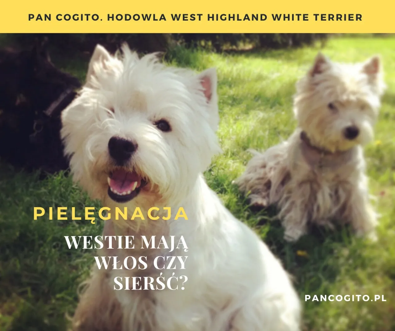 Zdjęcie West Highland White Terrier – czy naprawdę gubi sierść i jak dbać o jego futro?