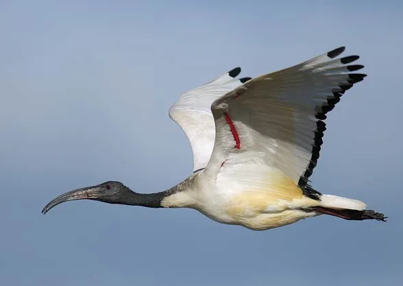 Zdjęcie Święty ibis: tajemniczy ptak, który zawładnął duszą starożytnego Egiptu