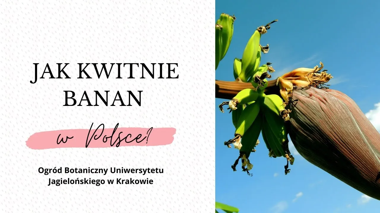 Zdjęcie Jak kwitnie banan? Odkryj sekrety jego niezwykłego procesu kwitnienia