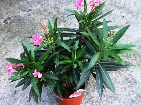 Zdjęcie Czy oleander może zimować w ogrodzie - Poznaj skuteczne sposoby ochrony