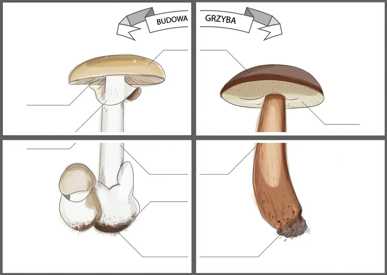 Zdjęcie Poznaj budowę grzyba dla dzieci: przystępny atlas z kolorowymi ilustracjami