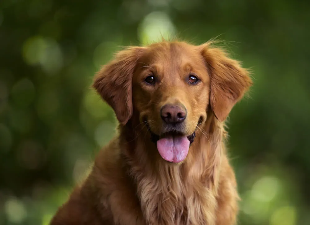 Zdjęcie Co może jeść golden retriever, aby uniknąć problemów zdrowotnych?