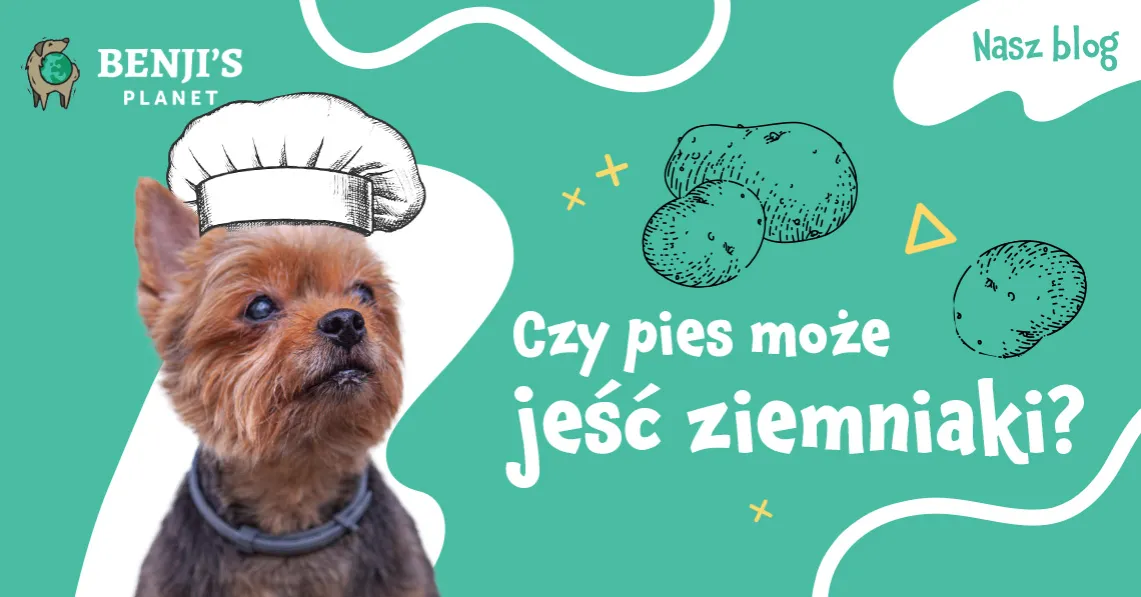 Zdjęcie Czy pies może jeść ziemniaki? Poznaj zasady bezpiecznego podawania