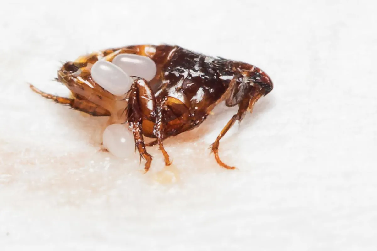 Zdjęcie ¿Las pulgas mueren en la lavadora? Claves para eliminarlas eficazmente