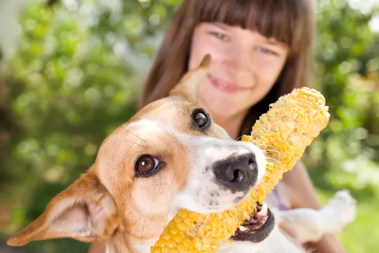 Zdjęcie Czy pies może jeść popcorn? Sprawdź, co musisz wiedzieć!