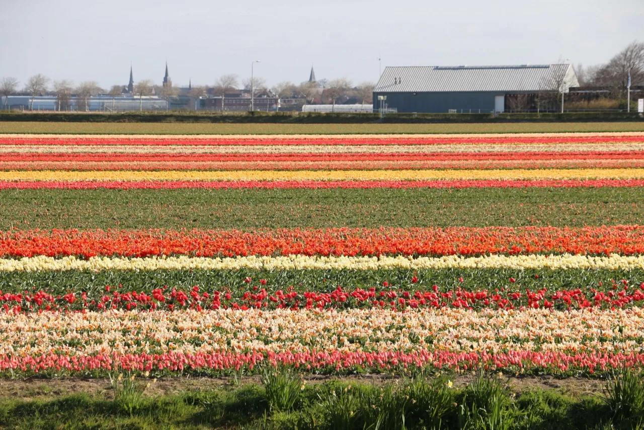 Zdjęcie Najlepszy czas na wizytę w Keukenhof: uniknij tłumów i zobacz tulipany w pełni kwitnienia