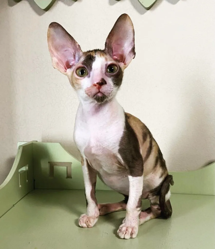 Zdjęcie Devon Rex a Cornish Rex różnice - co musisz wiedzieć, aby wybierać mądrze