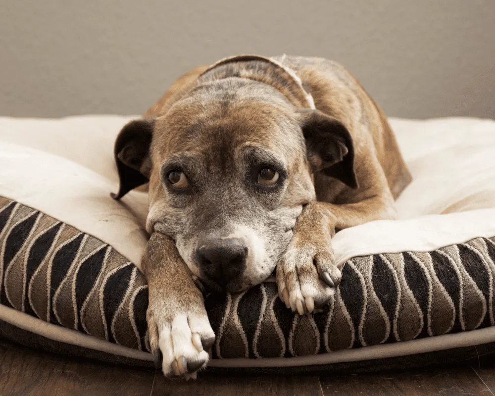 Zdjęcie Czy psy po śmierci odwiedzają swój dom? Przekonania i znaki obecności