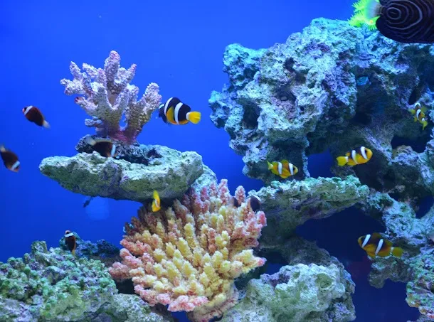 Zdjęcie Oceanarium Pobierowo - Ciekawe atrakcje i informacje dla odwiedzających