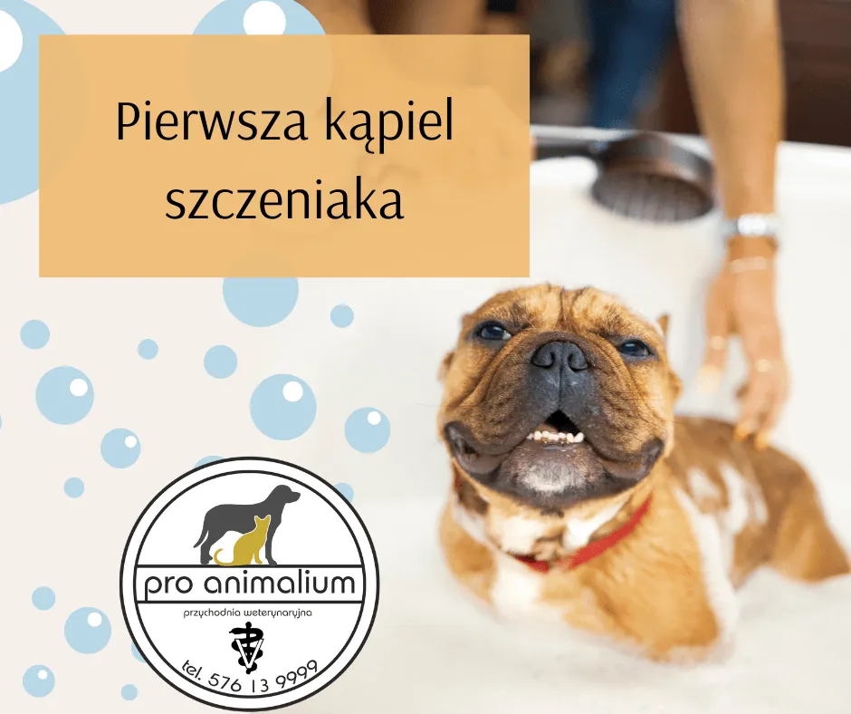 Zdjęcie Kiedy można kąpać szczeniaka, aby zadbać o jego zdrowie i higienę