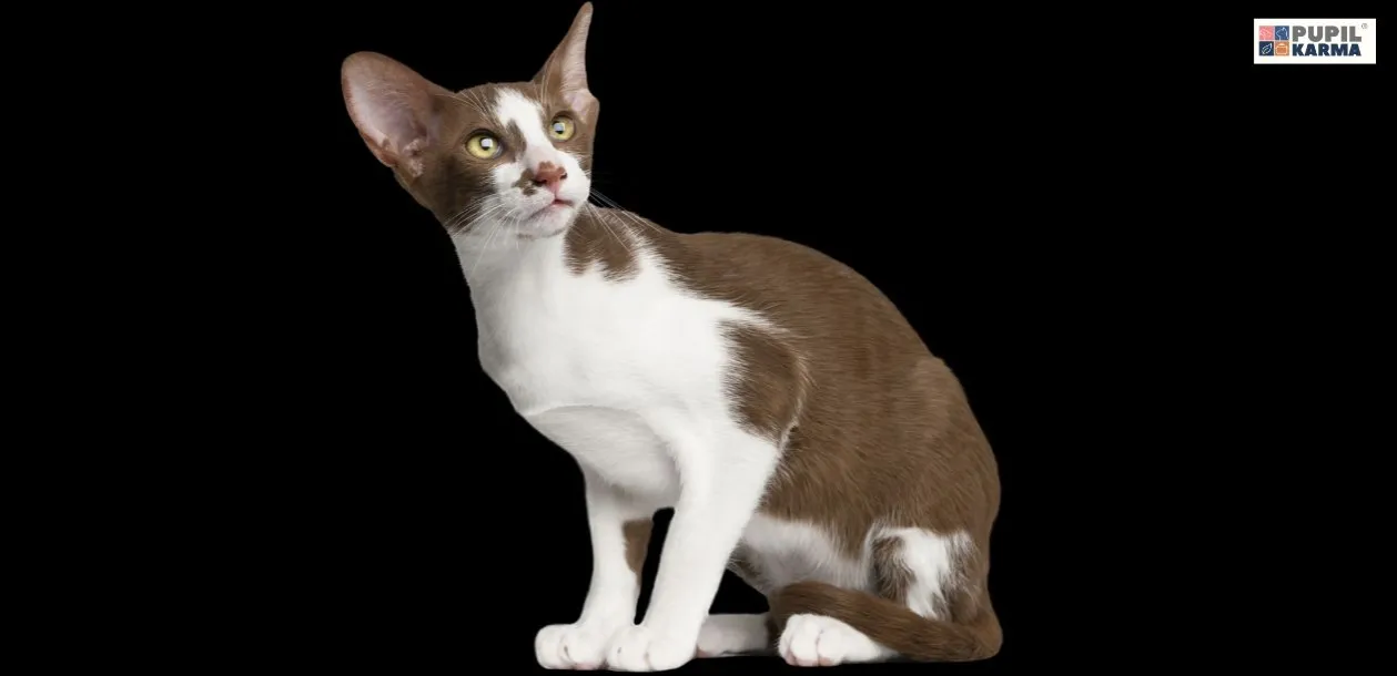 Zdjęcie Devon Rex alergia – czy to idealny kot dla alergików?