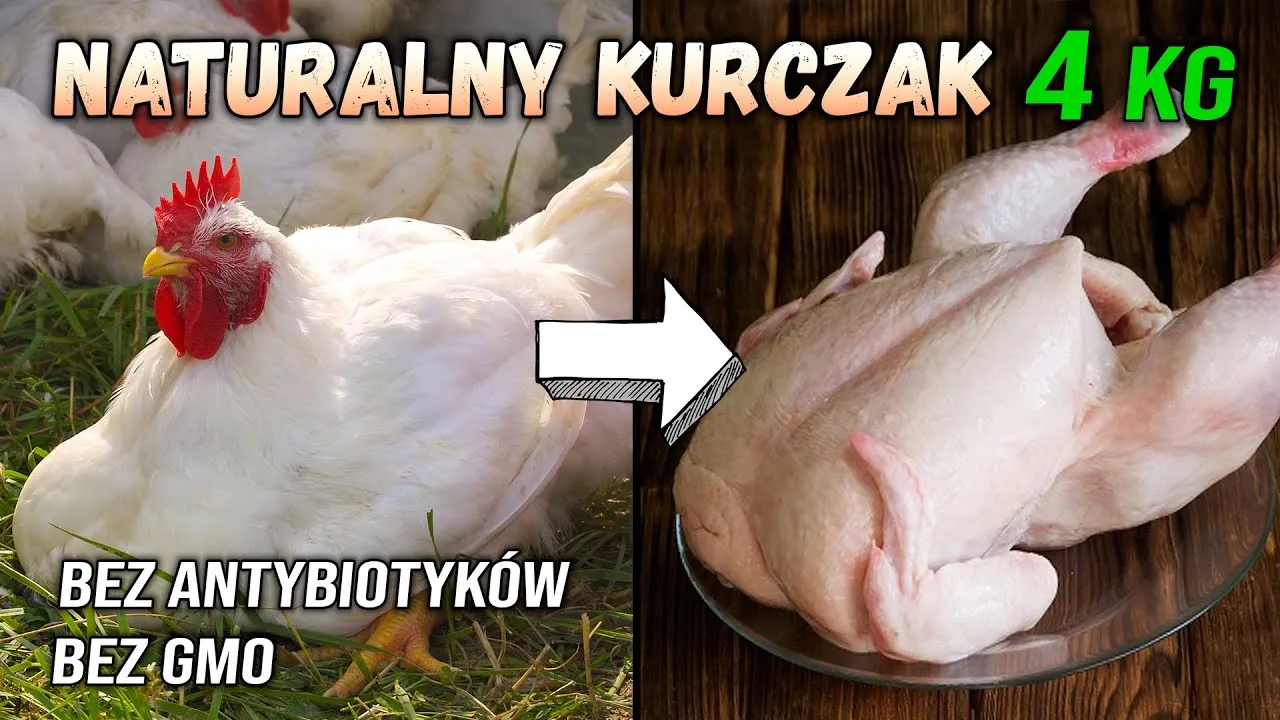 Zdjęcie Ile trwa hodowla kurczaka? Zaskakujące fakty o czasie wzrostu