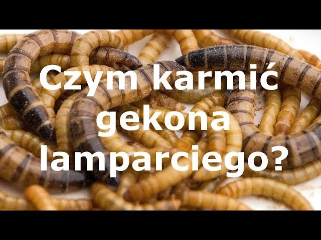 Zdjęcie Gekon lamparci czym karmić, aby zapewnić mu zdrowie i szczęście