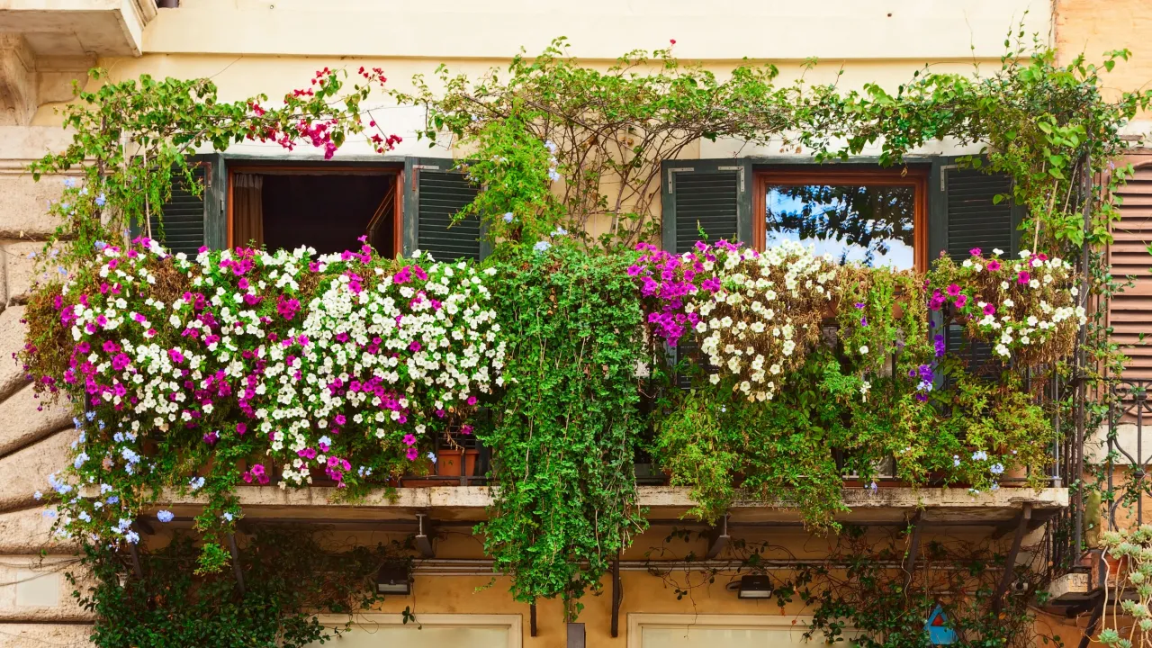 Zdjęcie Jakie pnącza wieloletnie na balkon w bloku - piękne i łatwe w pielęgnacji