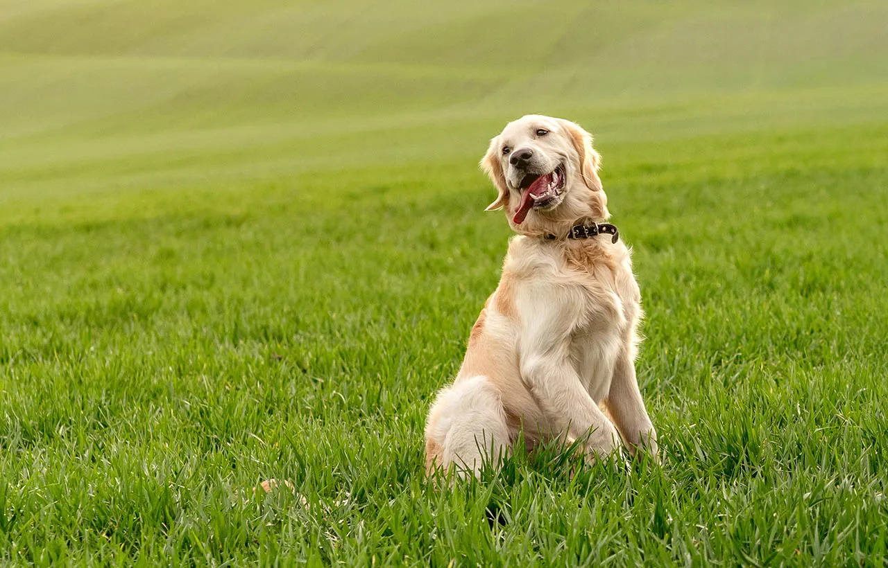 Zdjęcie Jak wychować golden retrievera: skuteczne metody i porady na sukces