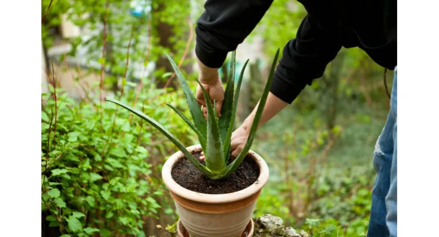 Zdjęcie Jak uprawiać aloes: proste sposoby na zdrową roślinę w domu