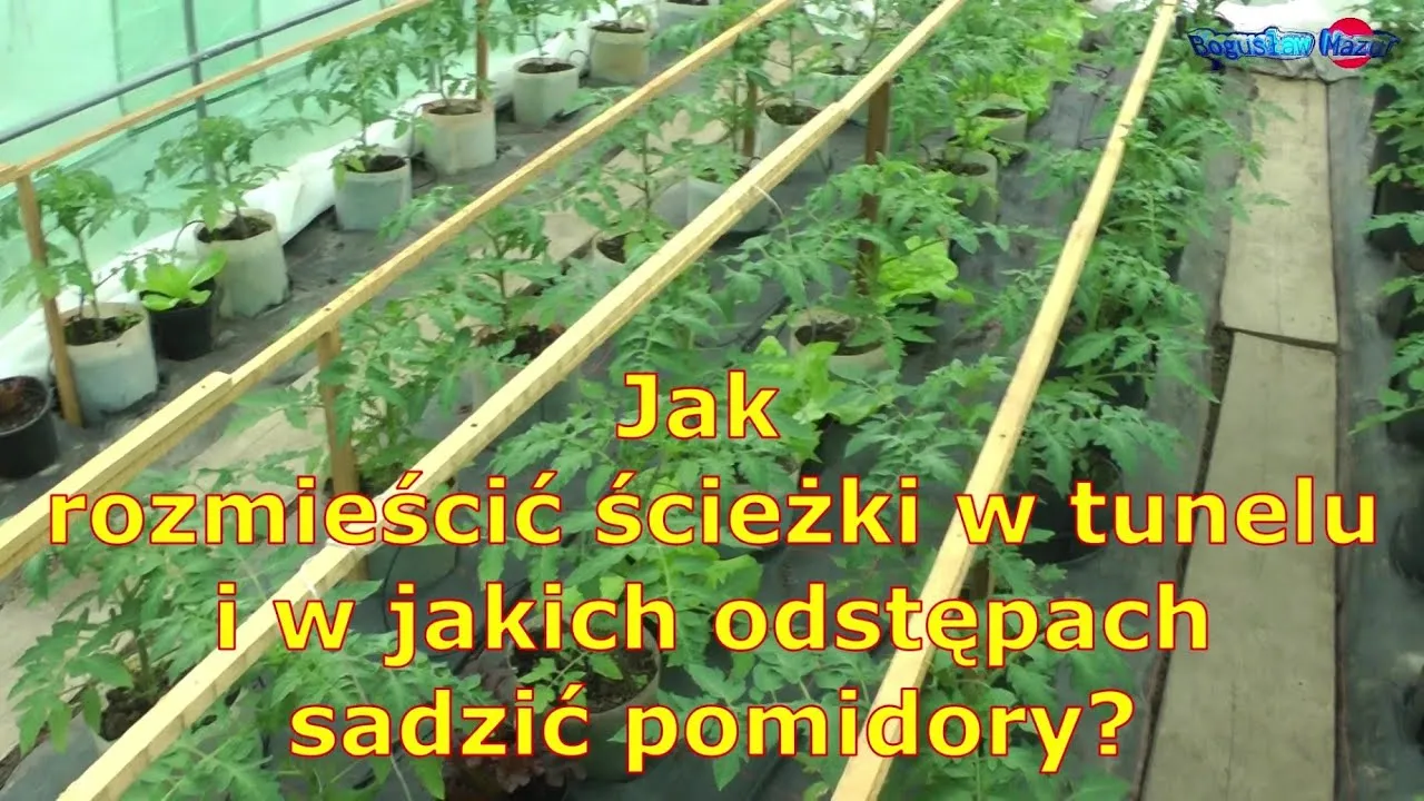 Zdjęcie Jakie odstępy sadzenia pomidorów pod folią zapewnią zdrowy wzrost?