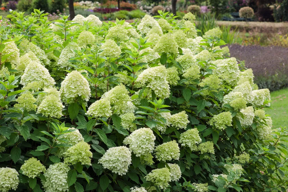 Zdjęcie Hortensja 'Limelight': Jaki rozstaw zapewni jej zdrowie i kwitnienie?