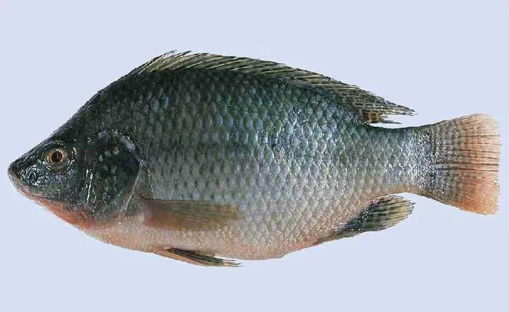 Zdjęcie Pochodzenie ryby tilapia: naturalne środowisko i miejsca hodowli