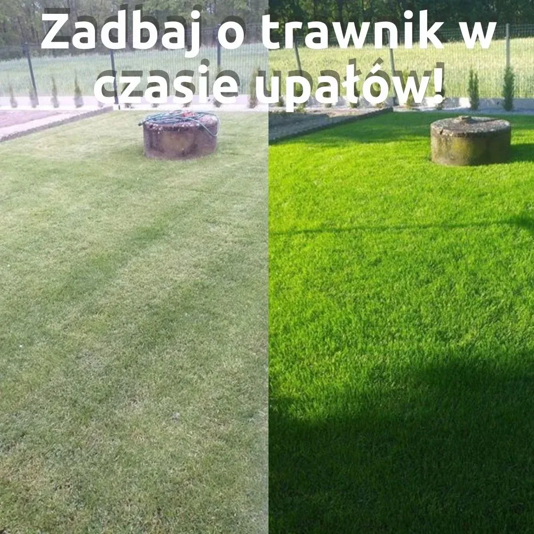 Zdjęcie Jak uratować trawnik po zimie i upałach – skuteczne metody regeneracji
