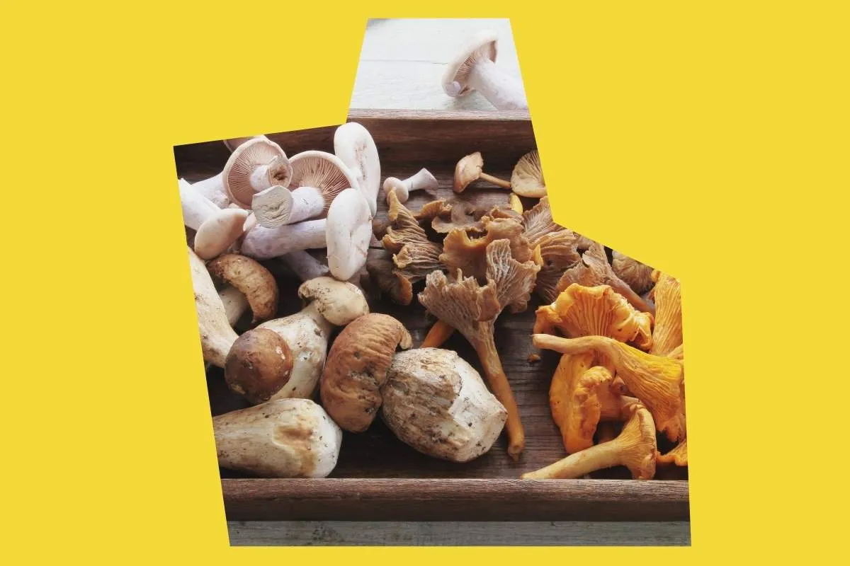 Zdjęcie Źródła witaminy D3: 5 najlepszych naturalnych źródeł