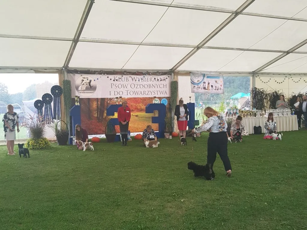 Zdjęcie Jak założyć hodowlę ZKwP i uniknąć najczęstszych błędów