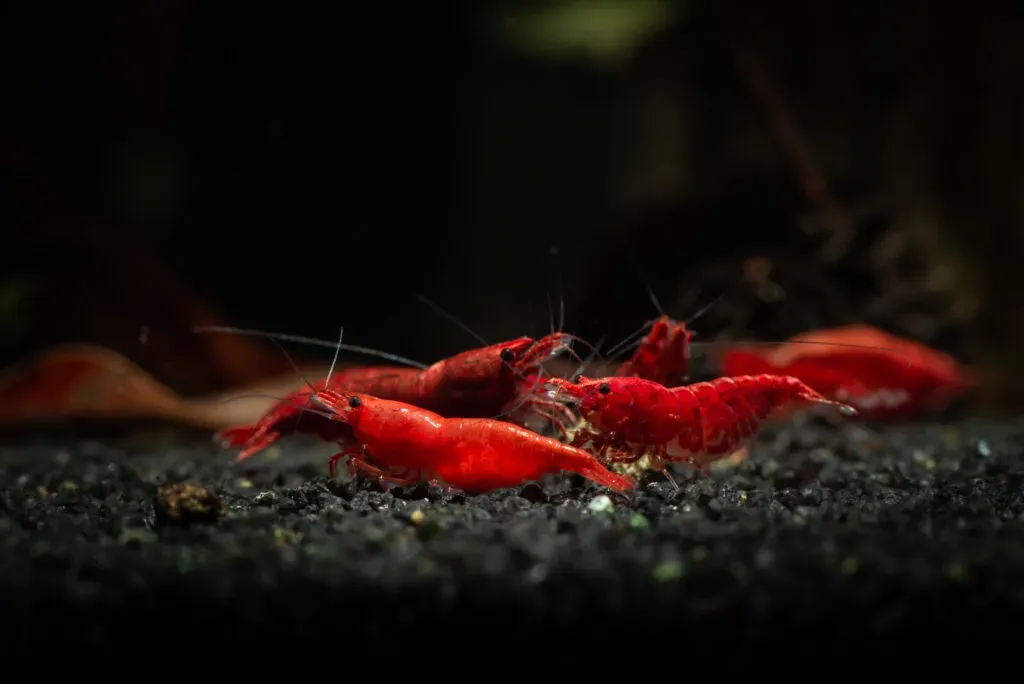 Zdjęcie Jak rozmnażają się krewetki red cherry - sekrety udanej hodowli