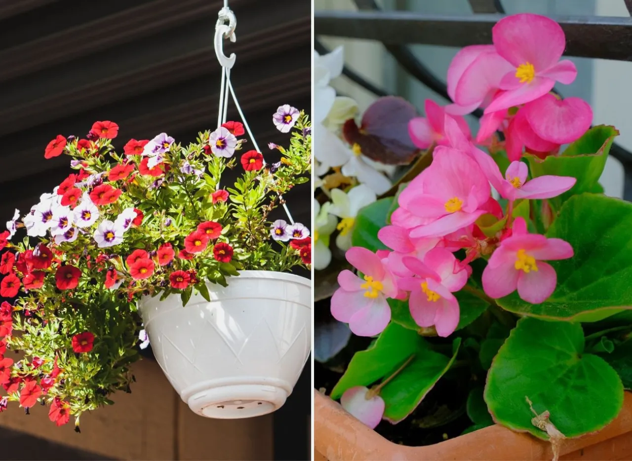 Zdjęcie Kiedy sadzić kwiaty na balkonie? Sprawdź optymalne terminy!