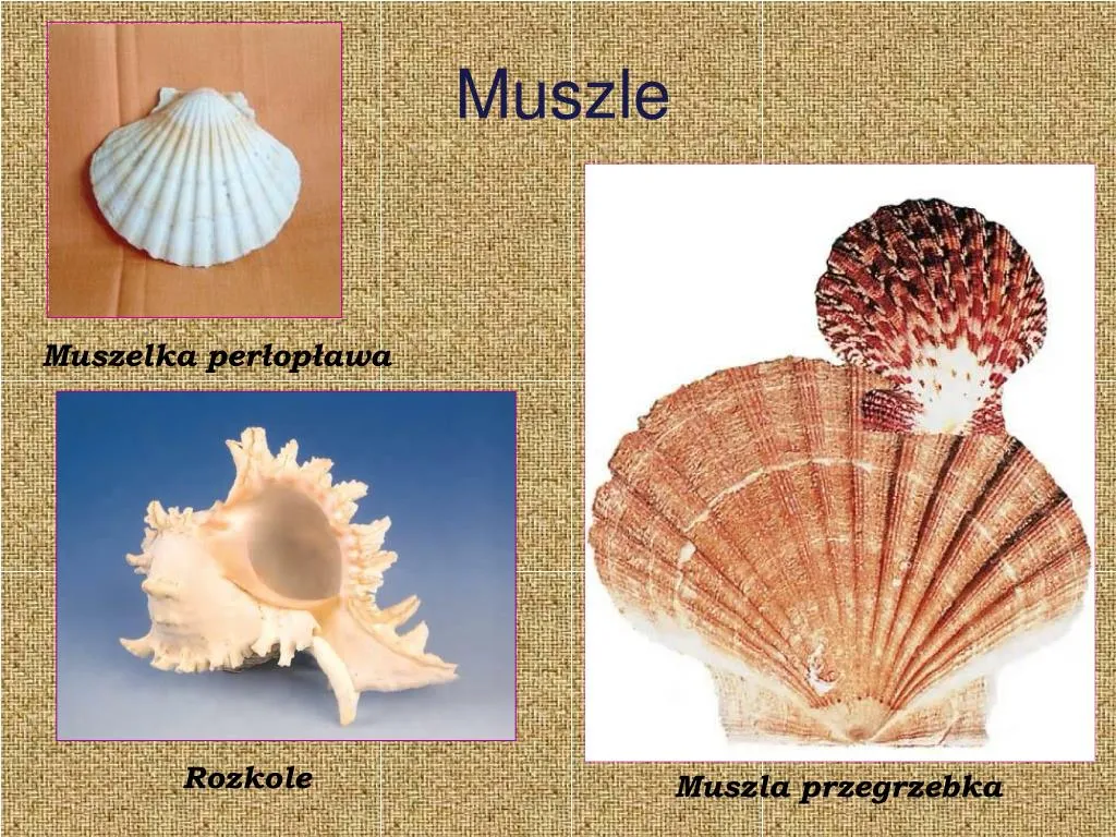 Zdjęcie Gdzie zbierać muszle nad Bałtykiem? Odkryj najlepsze miejsca i porady