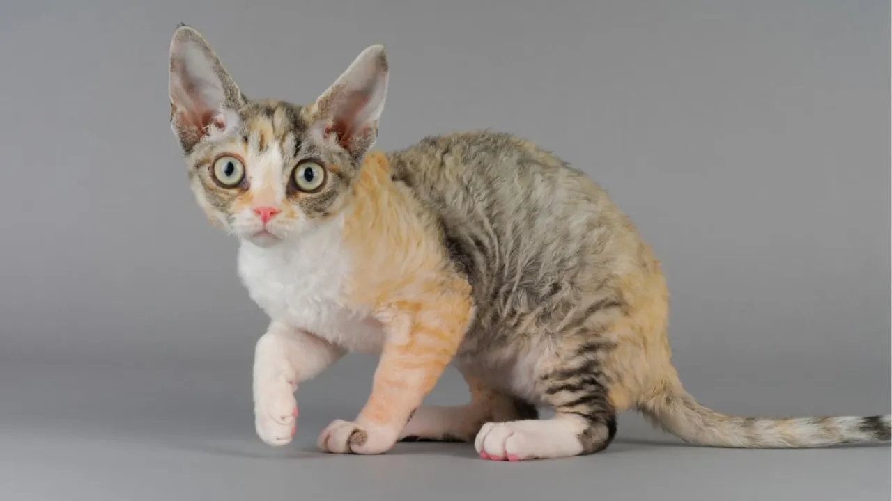 Zdjęcie Waga kotów rasy Devon Rex – co musisz wiedzieć o ich rozmiarze?