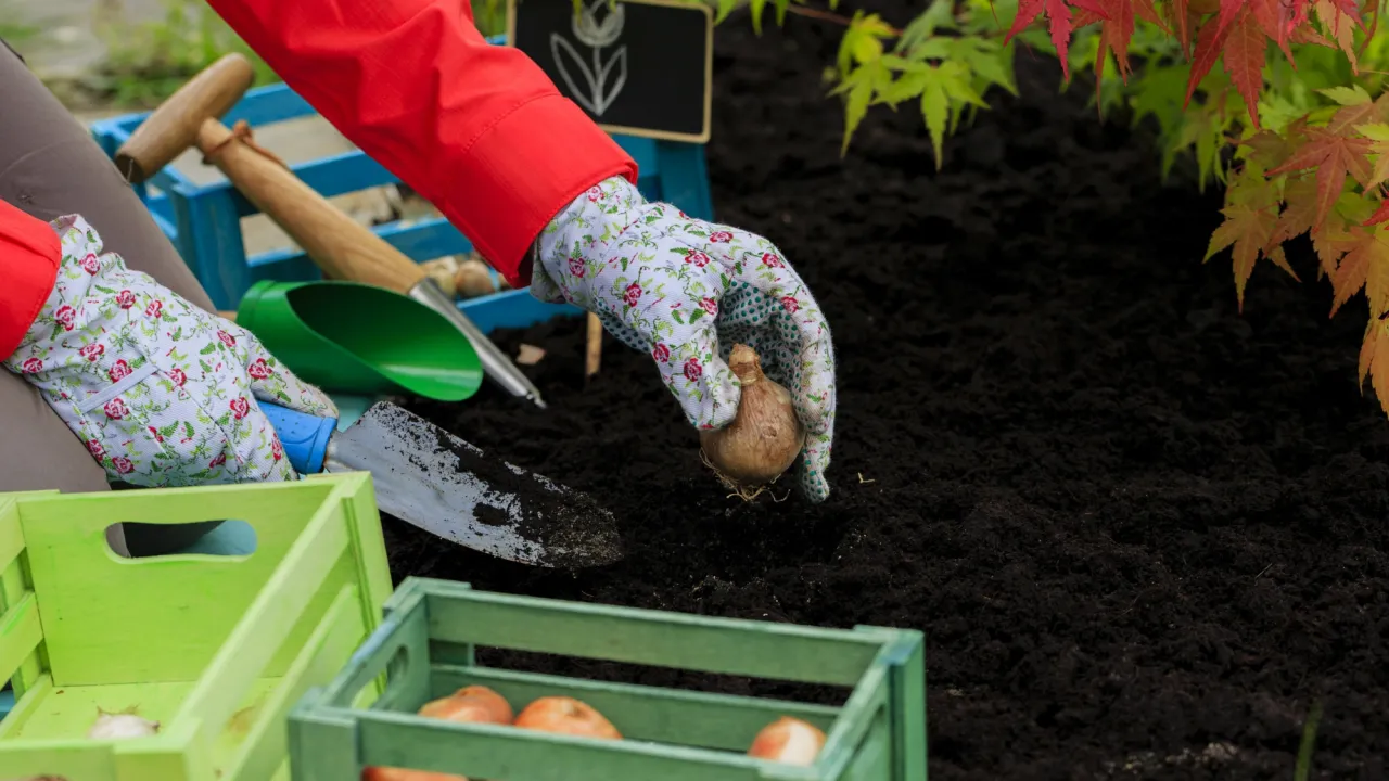 Zdjęcie Jesienne sadzenie kwiat&oacute;w: Poradnik po bylinach i cebulach