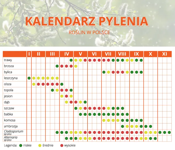 Zdjęcie Co teraz pyli w Szczecinie? Sprawdź, co zagraża Twoim alergiom