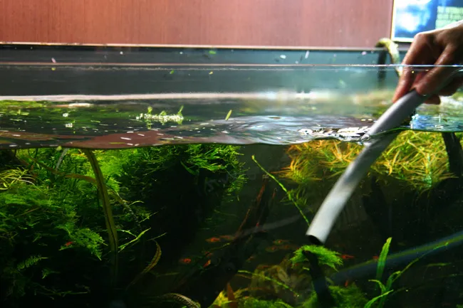 Zdjęcie Jak przygotować wodę do podmiany w akwarium bez ryzyka dla ryb