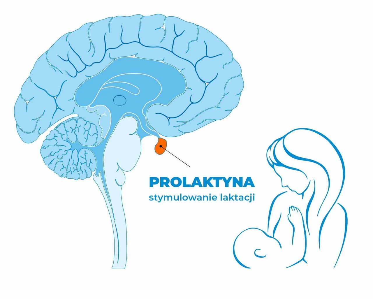 Zdjęcie Wysoka prolaktyna: do ginekologa czy endokrynologa? Kiedy iść do specjalisty?