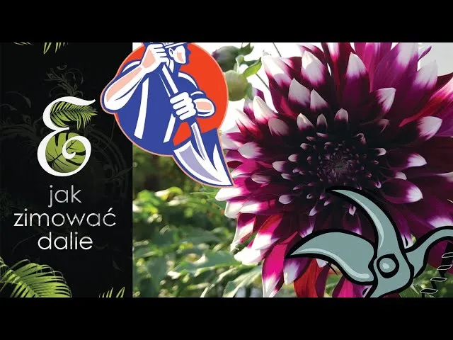 Zdjęcie Jak zimować dalie aby przetrwały mrozy - praktyczny poradnik ogrodnika