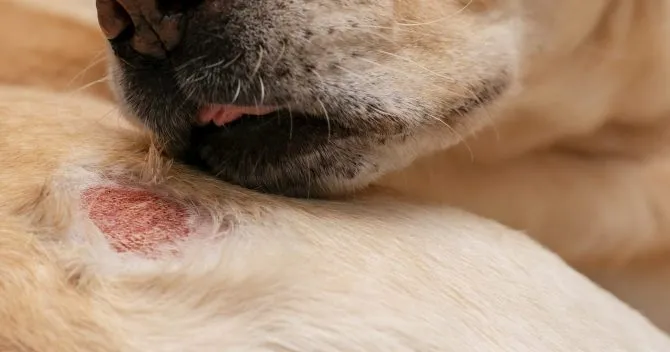 Zdjęcie Alergia na sierść psa objawy – jak je rozpoznać i co robić?