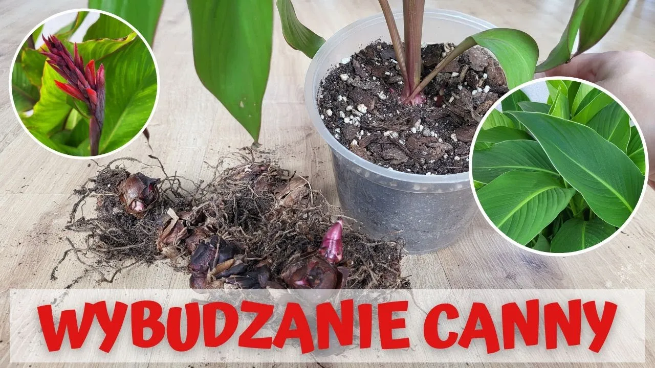 Zdjęcie Jak sadzić kanny: skuteczne metody i najlepszy czas na sadzenie