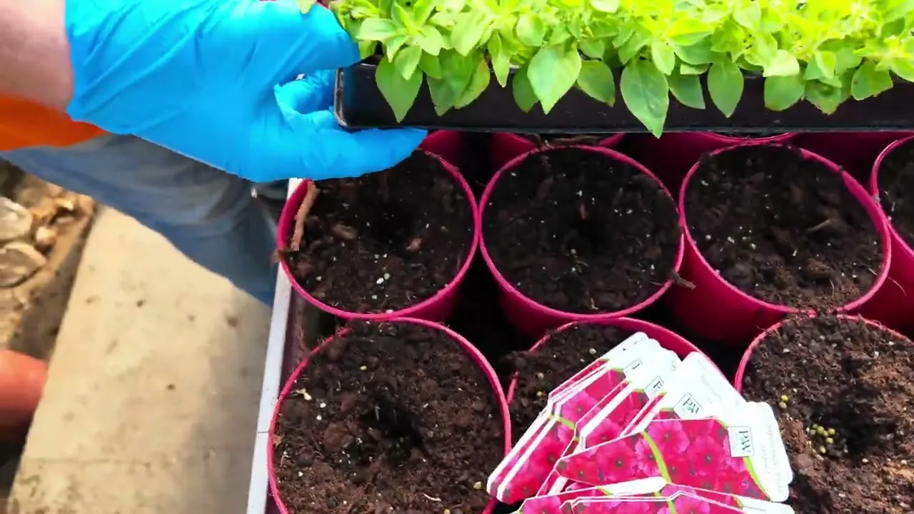 Zdjęcie Kiedy siać nasiona supertunii vista, aby uniknąć nieudanych siewów?