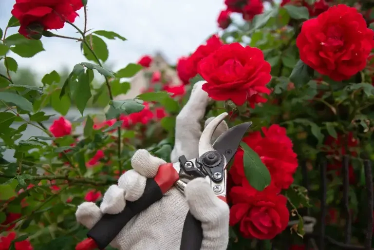 Zdjęcie Róża jak sadzić: uniknij najczęstszych błędów przy sadzeniu