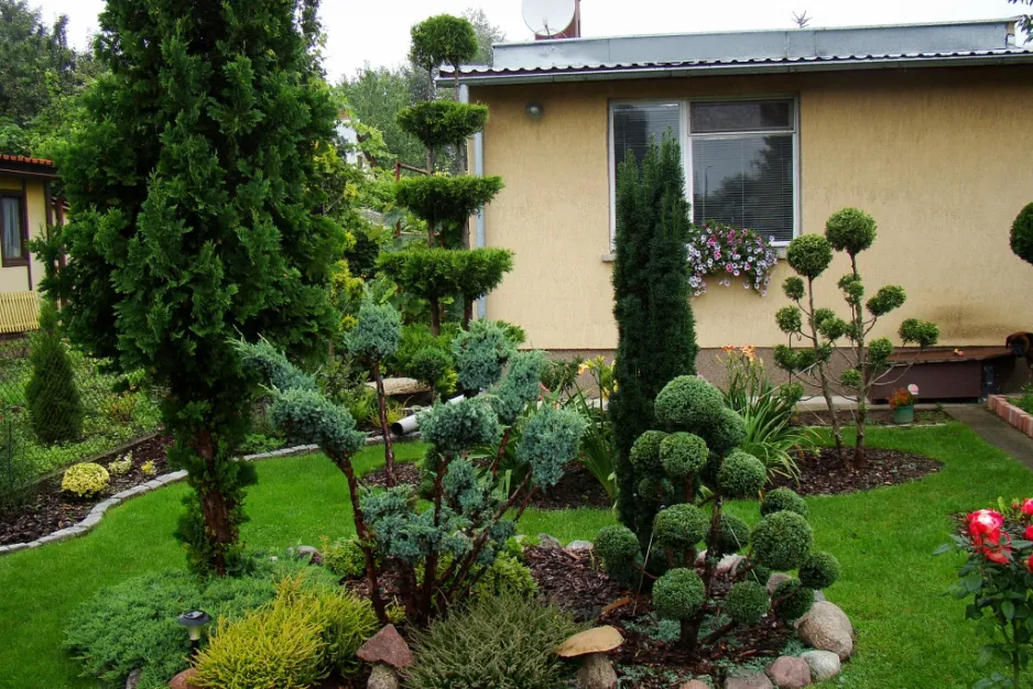 Zdjęcie Jak formować bonsai ogrodowe: 7 kluczowych technik dla początkujących