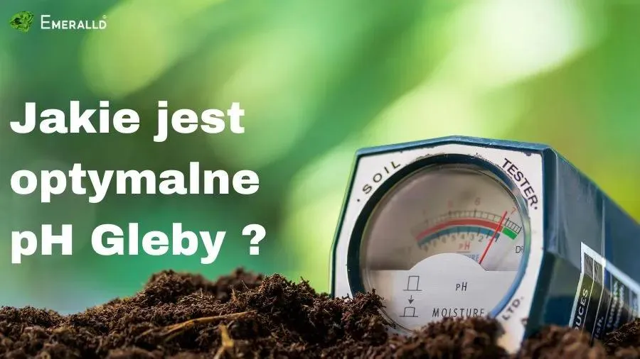 Zdjęcie Czy kompost jest kwaśny? Dowiedz się, jak pH wpływa na rośliny kwasolubne.