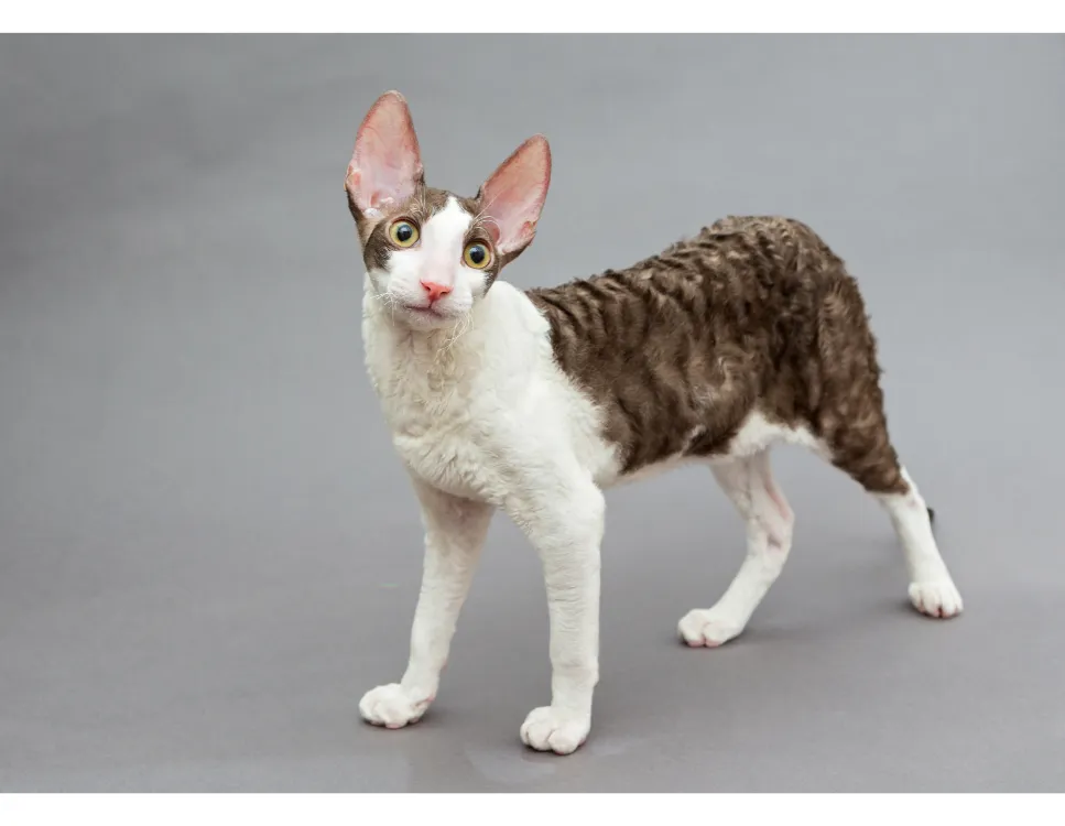 Zdjęcie Devon Cornish Rex - Kluczowe różnice i cechy obu ras kotów