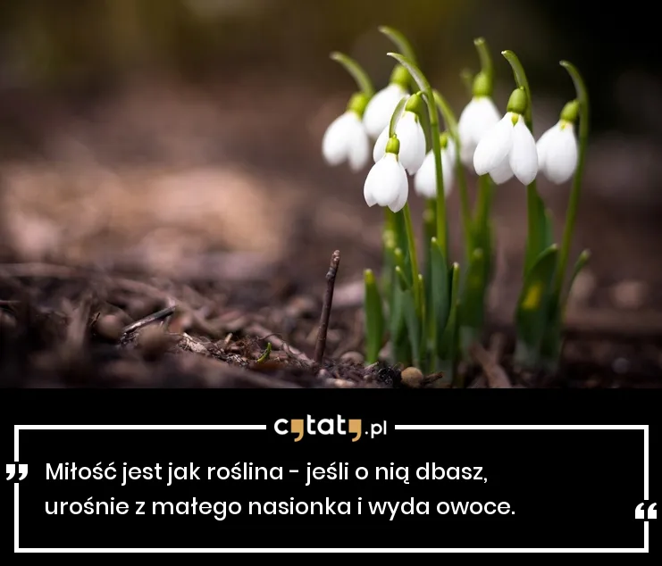 Zdjęcie Rośliny miłości: poznaj ich znaczenie i wpływ na romantyzm