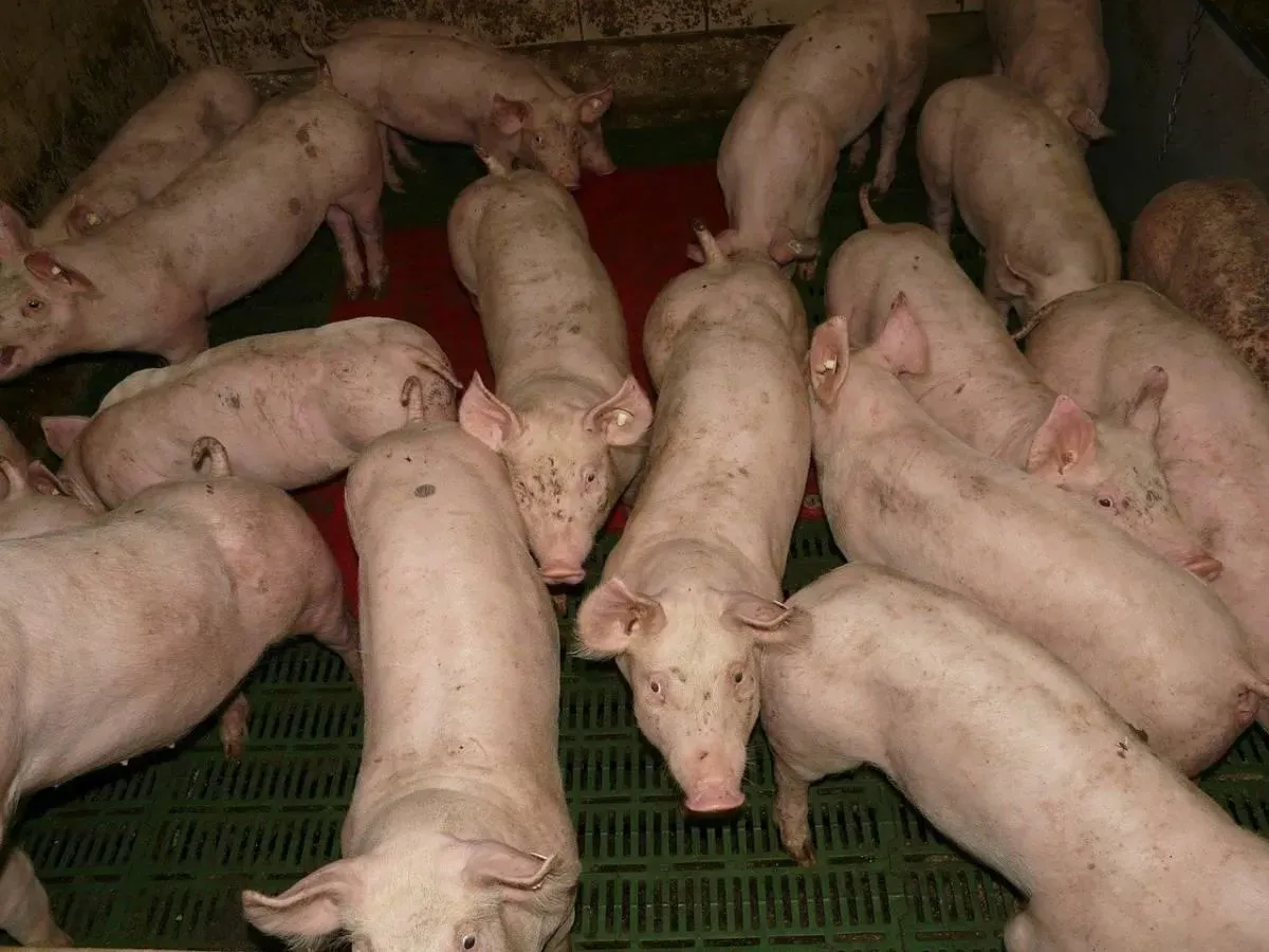 Zdjęcie Po ile świnie w skupie? Sprawdź, jak uniknąć strat przy sprzedaży