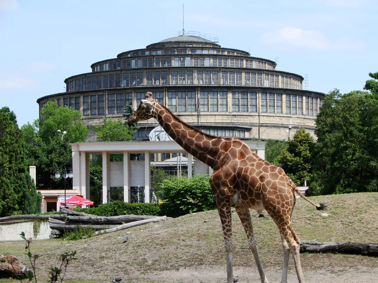 Zdjęcie Atrakcje w zoo Wrocław – co warto zobaczyć i ile to kosztuje