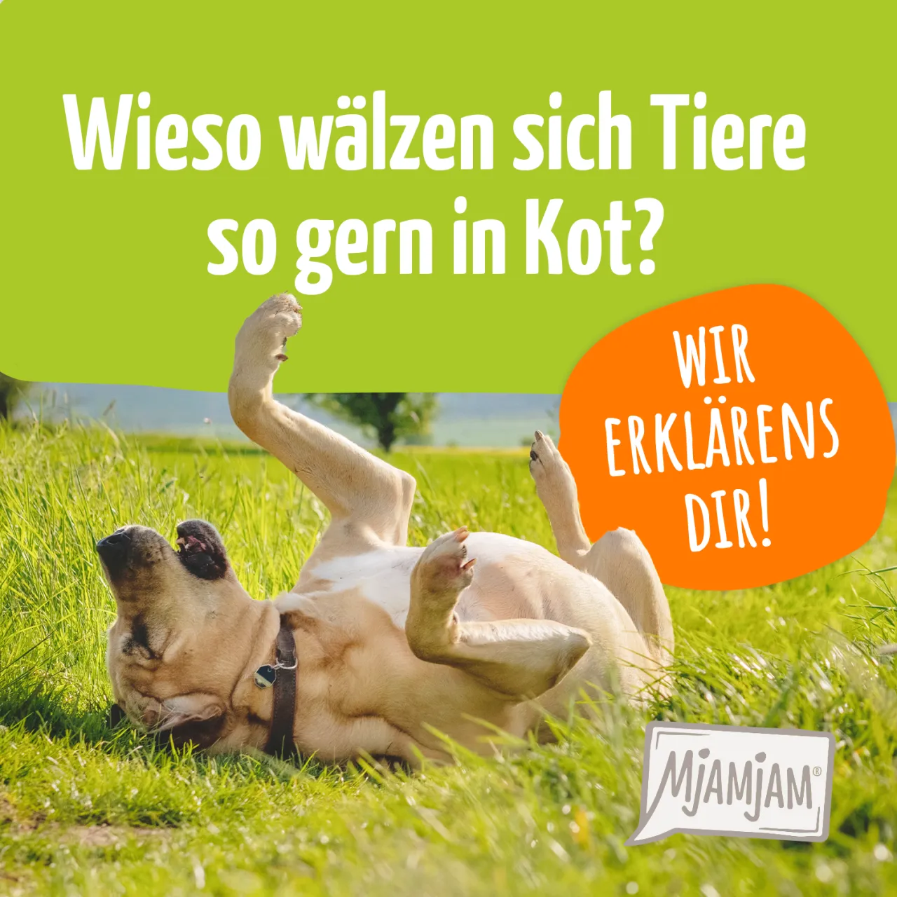 Zdjęcie Warum wälzen sich Hunde in Kot? Die überraschenden Gründe erklärt