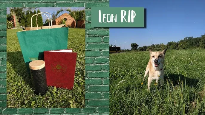 Zdjęcie Ile kosztuje kremacja psa? Sprawdź ceny i opcje w Polsce