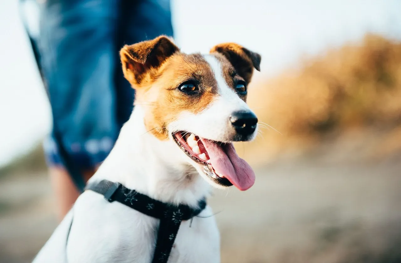 Zdjęcie Jak wytresować jack russell terriera, aby uniknąć problemów behawioralnych