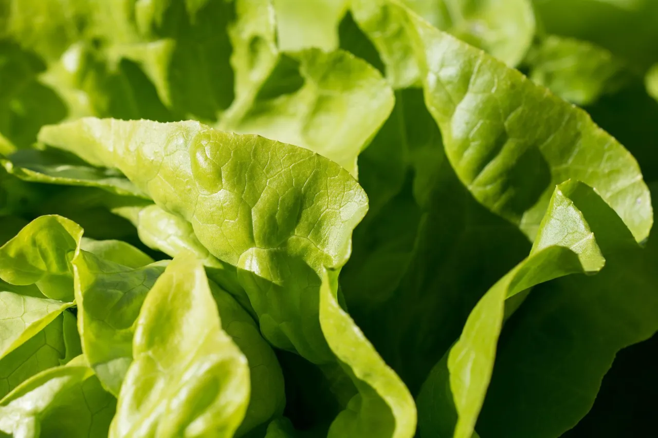Zdjęcie Cuándo se planta lechuga: evita errores comunes y mejora tu cosecha