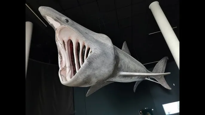 Zdjęcie Ozeaneum w Niemczech - największe oceanarium i jego fascynujące atrakcje